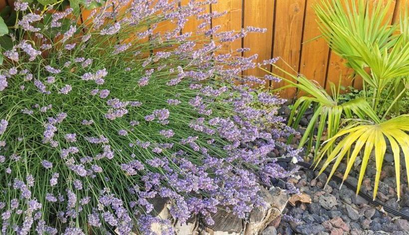 Отель Le Mas Des Amandiers