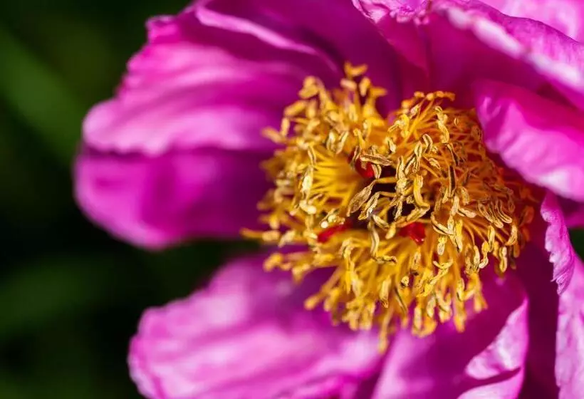 בית מלון כפרי Summer Lodge Country House