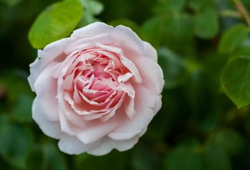 בית מלון כפרי Summer Lodge Country House