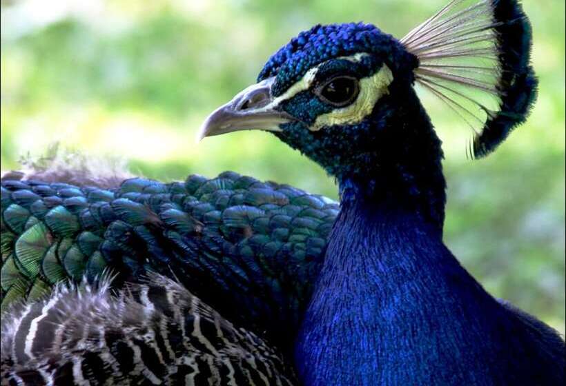 호텔 Villa Buonabitacolo