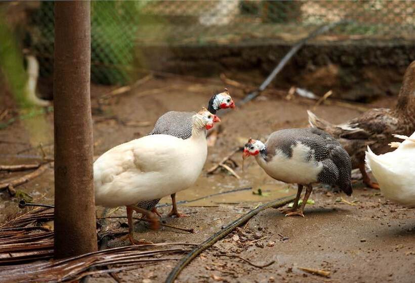 בית מלון כפרי Harvest Fresh Farms