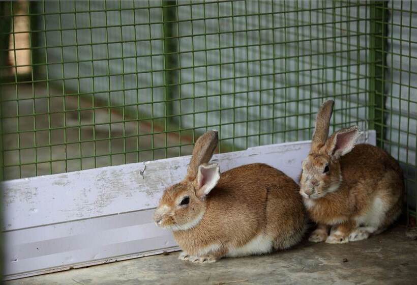 בית מלון כפרי Harvest Fresh Farms