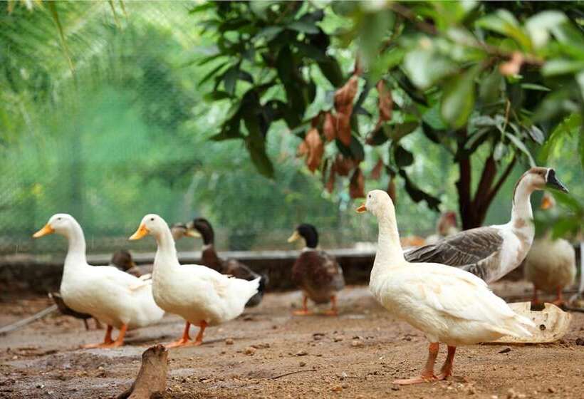 בית מלון כפרי Harvest Fresh Farms