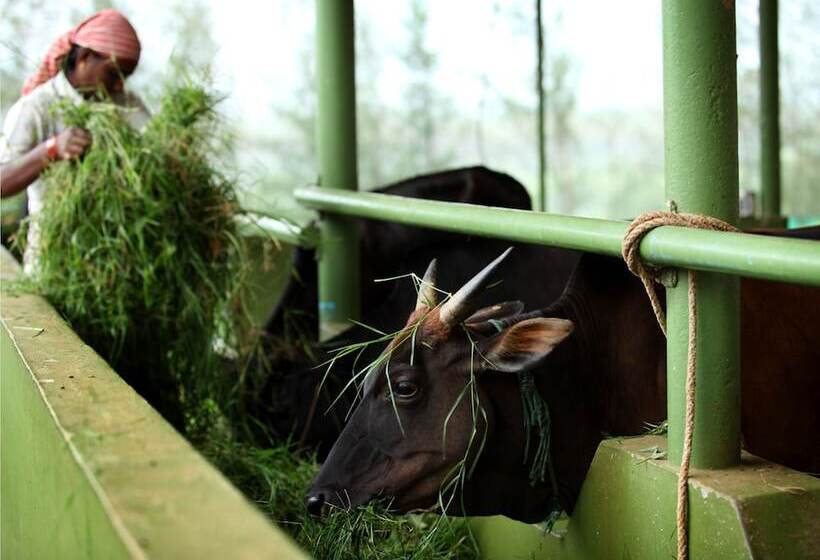 בית מלון כפרי Harvest Fresh Farms