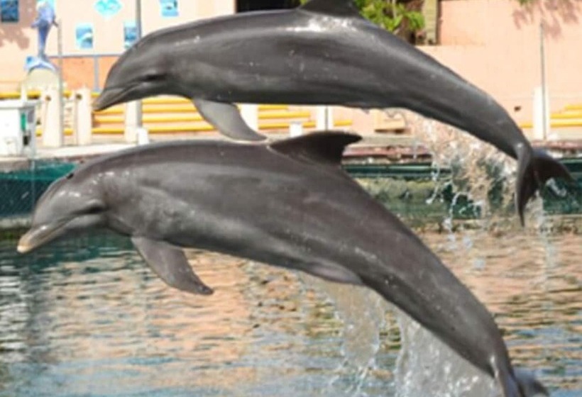 Increíble Estudio En Puerto Aventuras, Condominio Con Alberca # 201