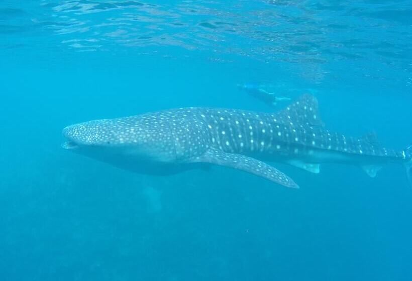 پانسیون Dhivehi Experience