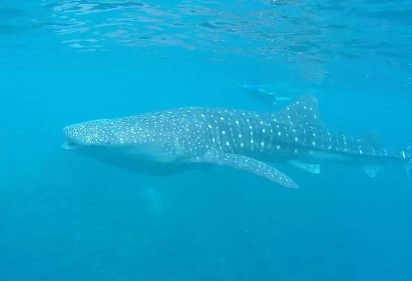 پانسیون Dhivehi Experience