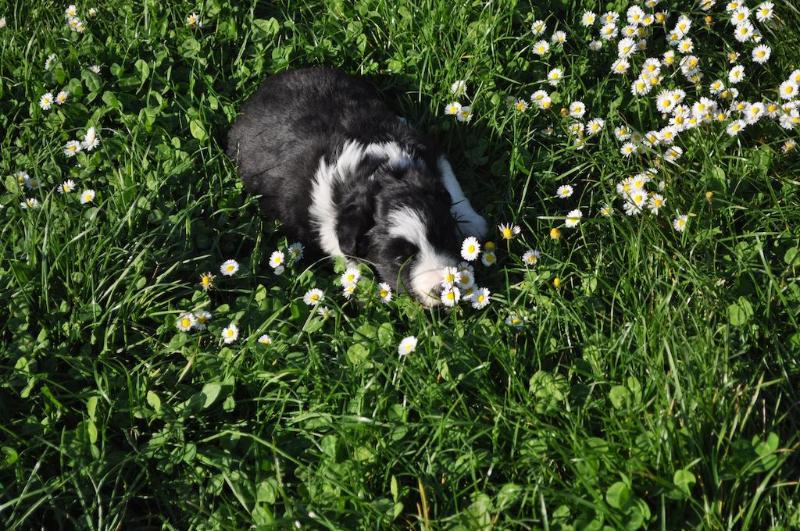هتل روستایی Agriturismo Il Gelso Nero