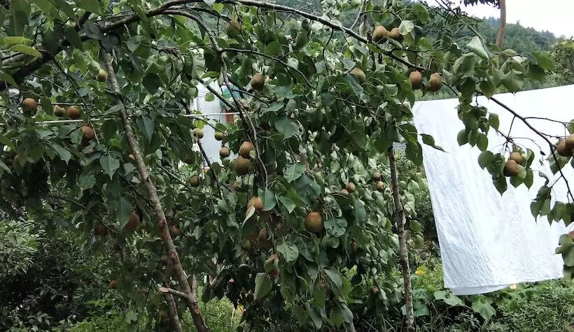 پانسیون Red Apple Inn