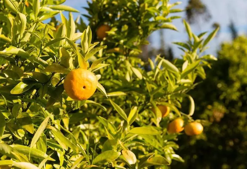 Kerikeri Rose Cottage