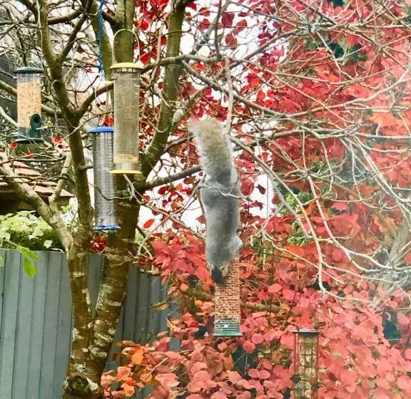 Aamiaismajoitus (B&B) Laurels