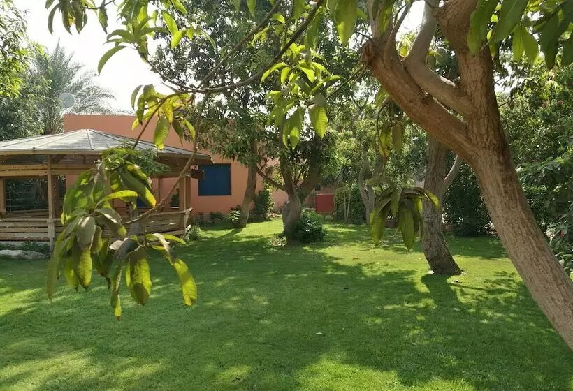 اقامتگاه Equestrian Guest House   Pyramids Egypt