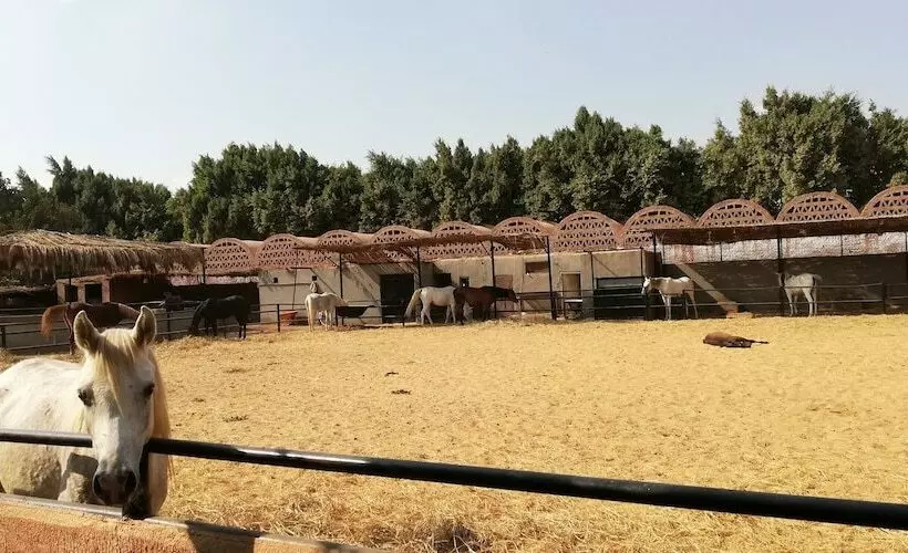 اقامتگاه Equestrian Guest House   Pyramids Egypt