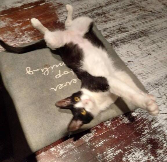 پانسیون Guest House Holoholo Ishigakijima