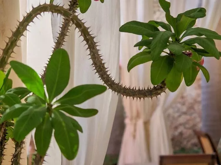 El Palacito Secreto Luxury Boutique Hotel & Spa