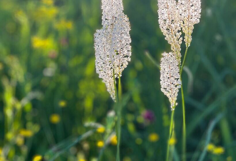 Отель Simbavati Cederberg Ridge