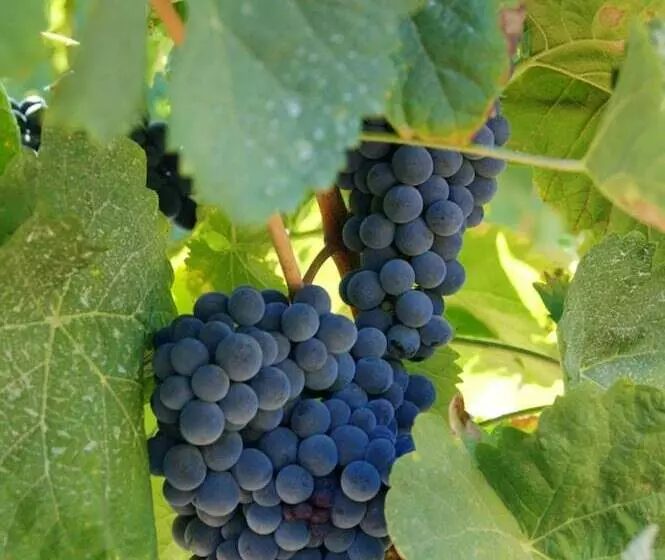 Villa With 3 Bedrooms In Torre De Moncorvo, With Wonderful Mountain View, Pool Access And Enclosed G