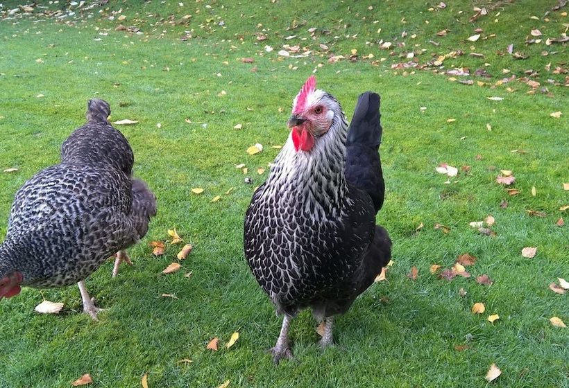 Wentworth House B & B