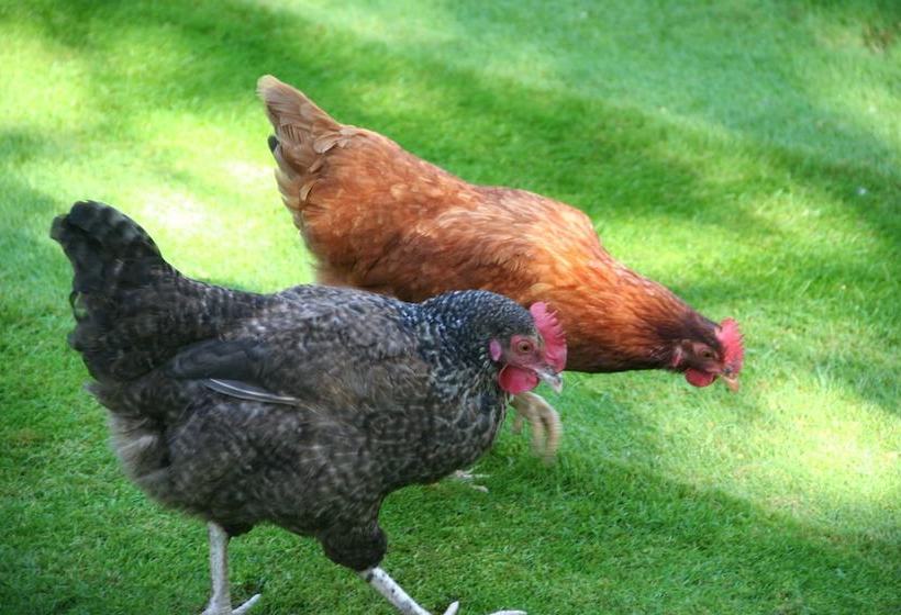 Wentworth House B & B