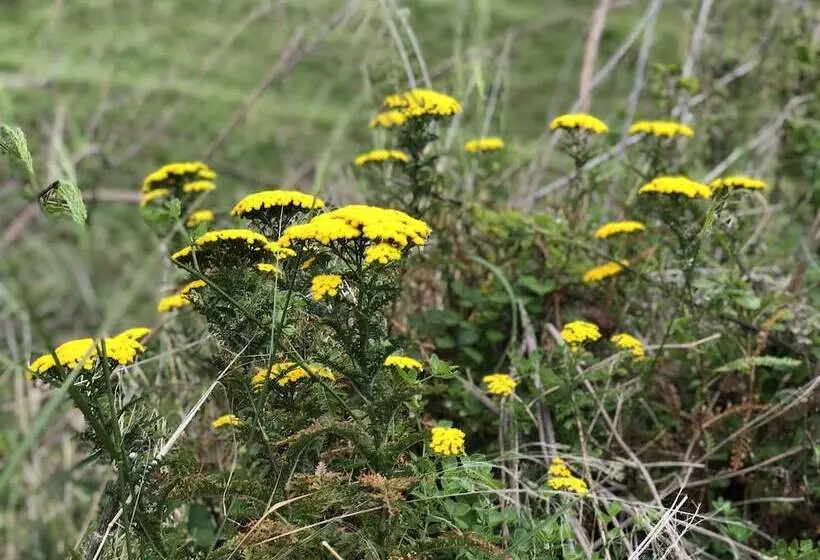 Canary Bio Hostel Tenerife