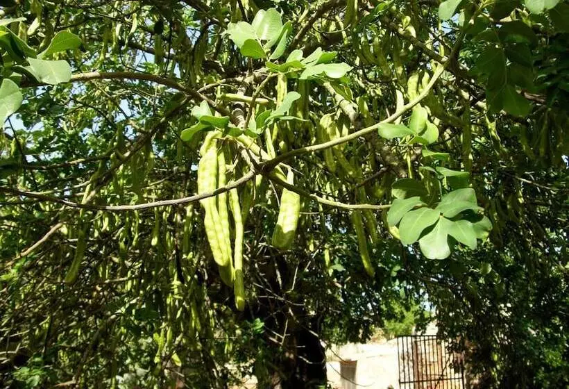 هتل روستایی Finca Son Josep De Baix