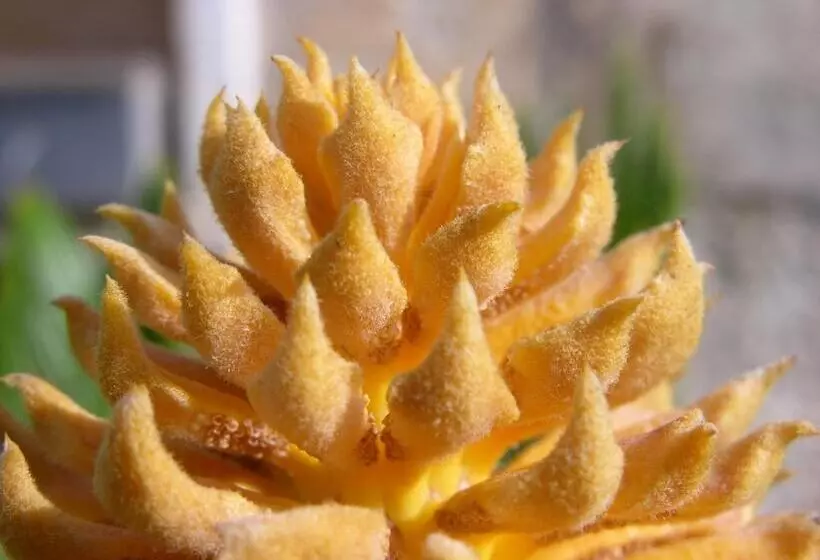 هتل روستایی Finca Son Josep De Baix