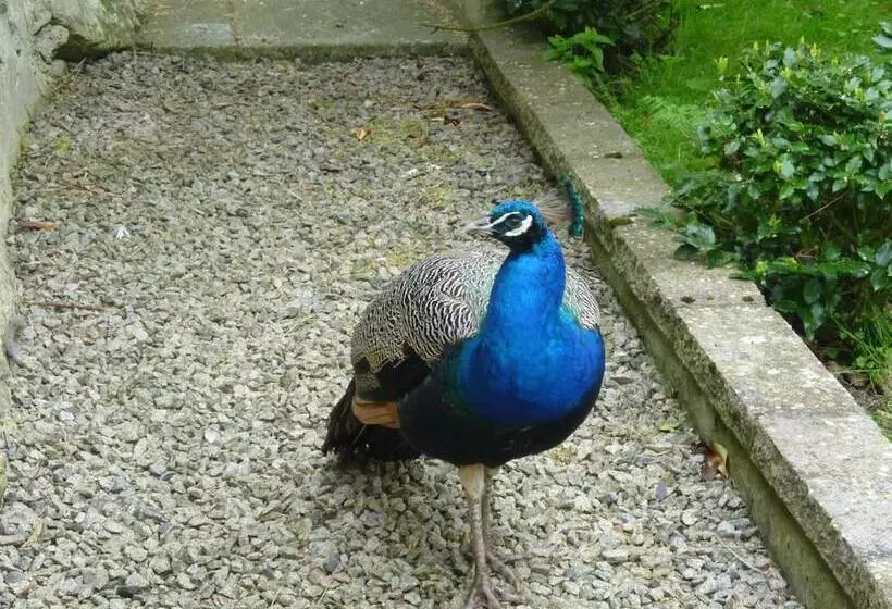 Aamiaismajoitus (B&B) Toadhall Rooms