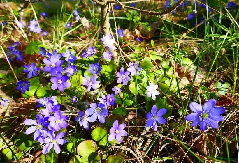 Three Pheasants Boutique B&b