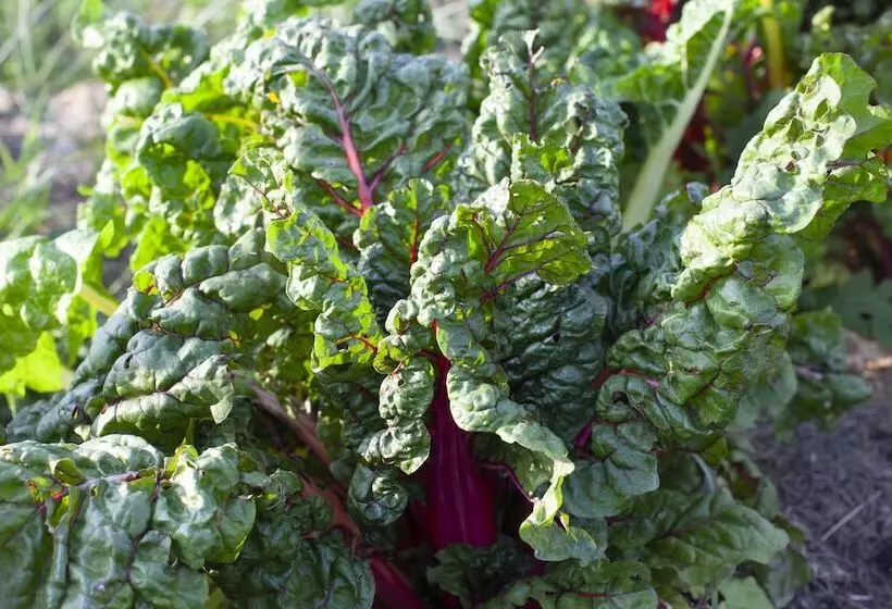 Three Pheasants Boutique B&b