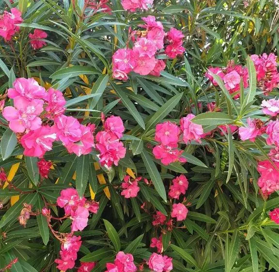 ベッドアンドブレックファースト La Villa Des Sens