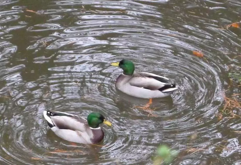 ベッドアンドブレックファースト Le Manoir