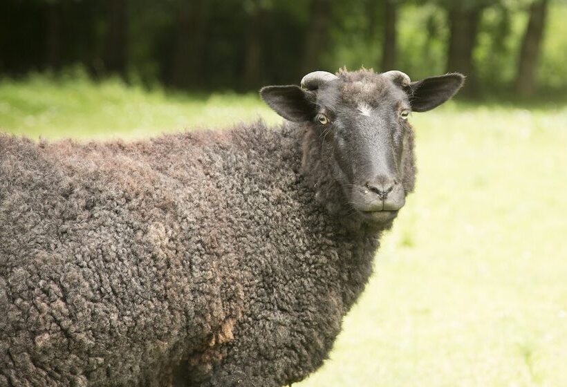 پانسیون Iffin Farmhouse