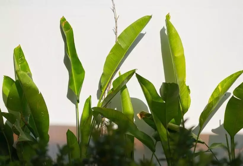 هتل Saclo Villa And Hostel