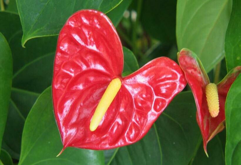 Sunhaven Beach Bungalows