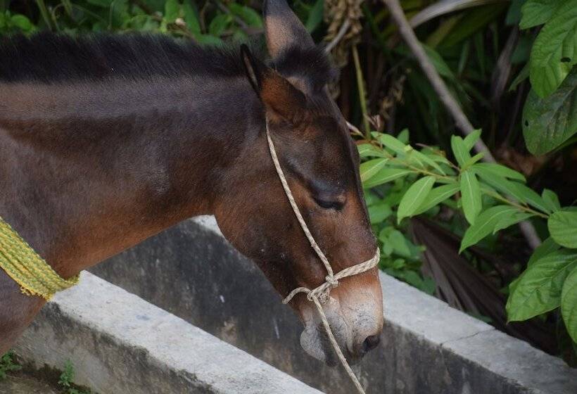 مسافرخانه Finca San Rafael   Cafe Y Cacao