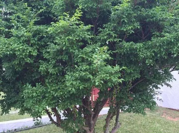 Hotelli Pousada Flores Do Campo