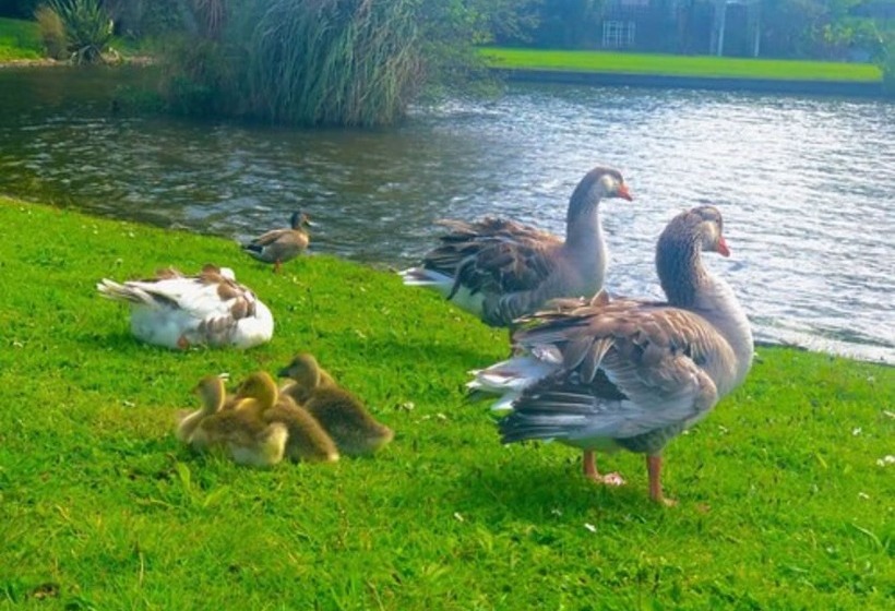 مُتل Hacienda Motor Lodge