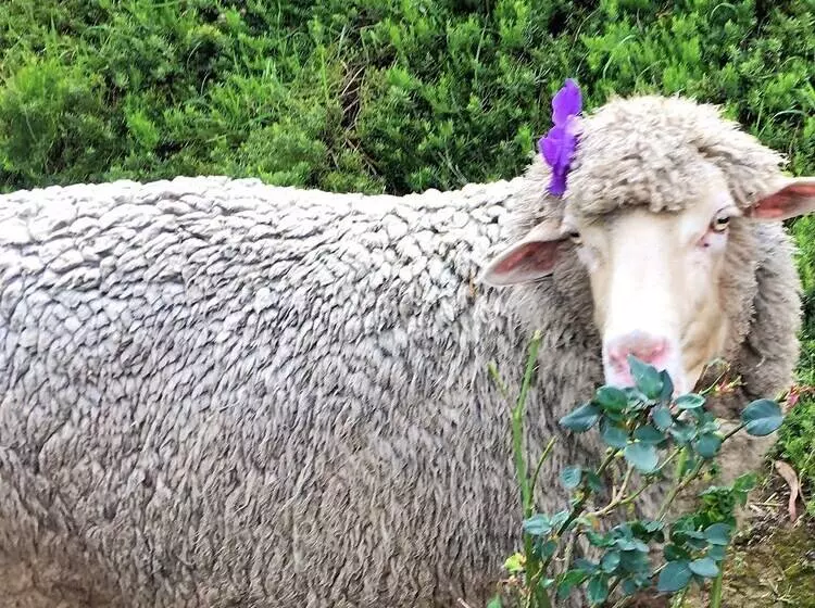 Balingup Highview Chalets