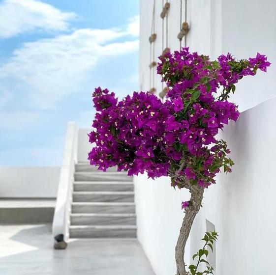 فندق Hermoso Luxury Suites