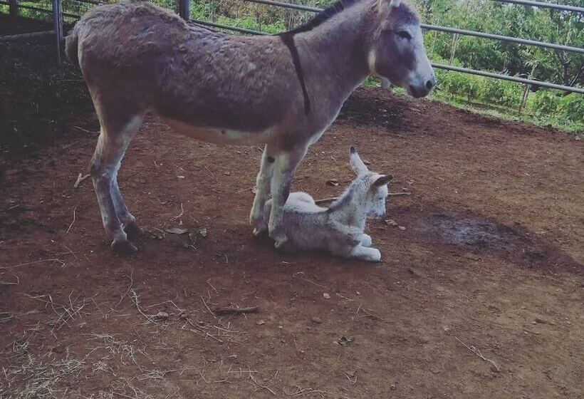בית מלון כפרי Agriturismo Castanito