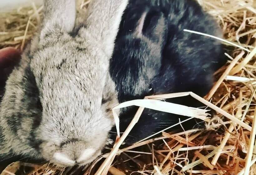 בית מלון כפרי Agriturismo Castanito