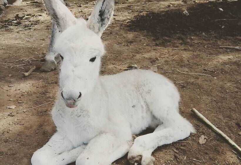 בית מלון כפרי Agriturismo Castanito
