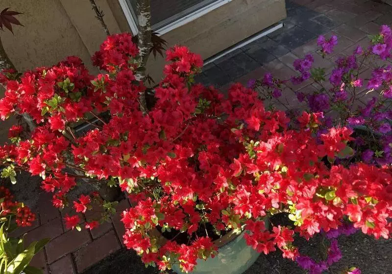 تختخواب و صبحانه Charming Family