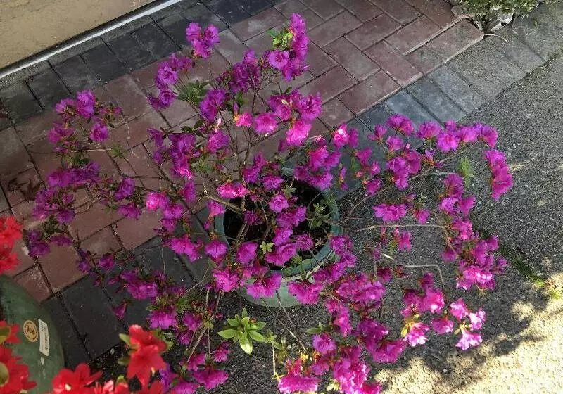 تختخواب و صبحانه Charming Family