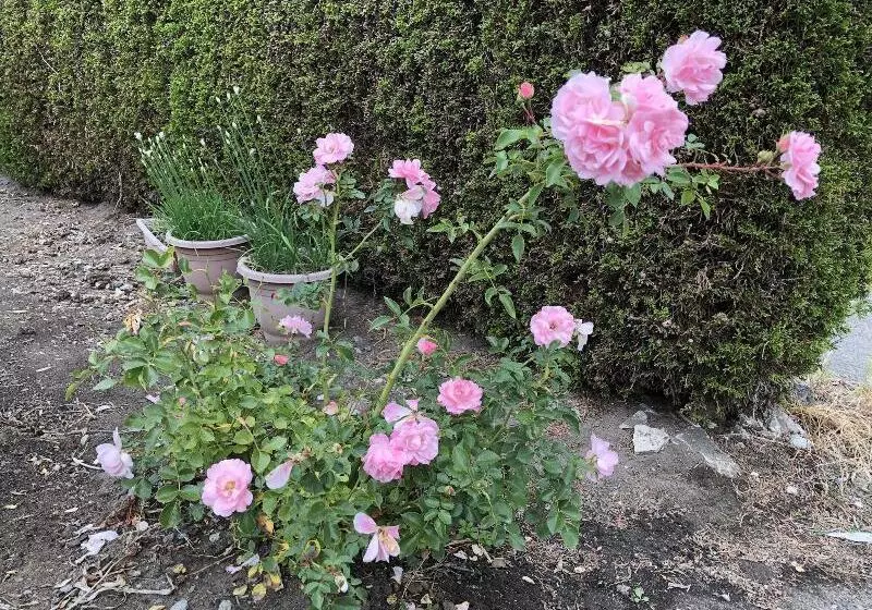 تختخواب و صبحانه Charming Family