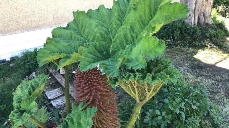 تختخواب و صبحانه Charming Family