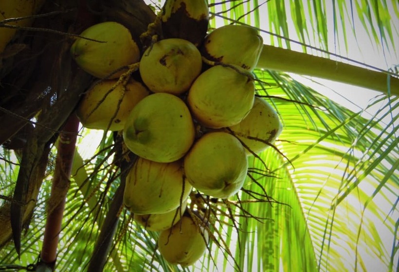 בית מלון כפרי Santa Luisa Finca Boutique