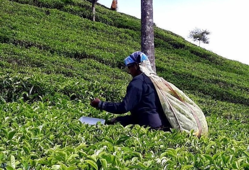 پانسیون Lilly Guest Inn