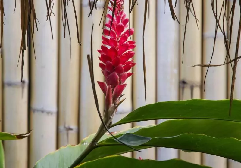 ベッドアンドブレックファースト Dream