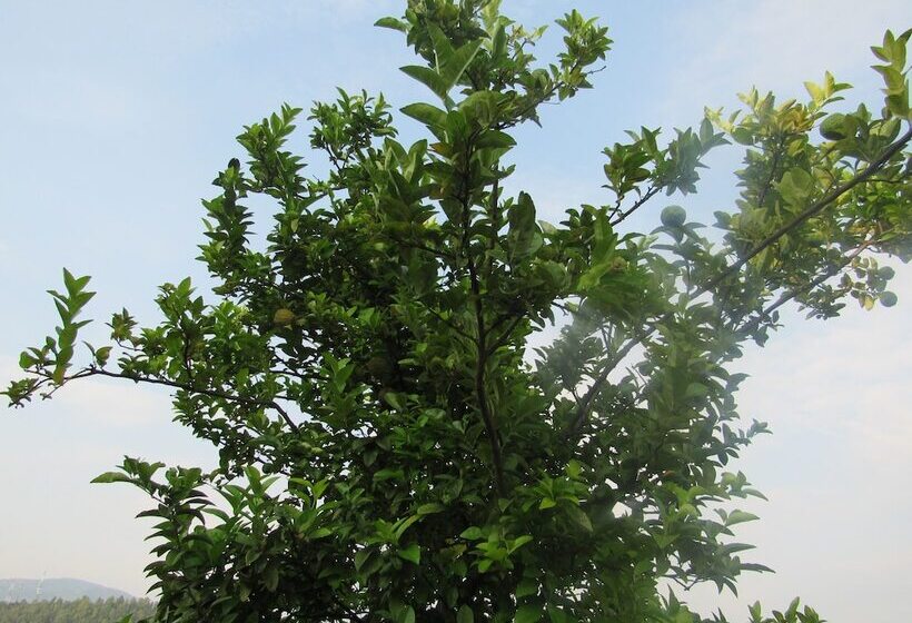 هتل Rebero Kivu Resort